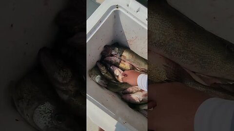 Yesterday June 8th 23 6 man limit Lake Erie Walleye! smoked them!