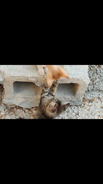 Two Kittens Playing Near A Hollow Block
