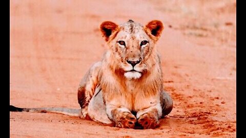 Young Male lion🦁🦁🦁🦁