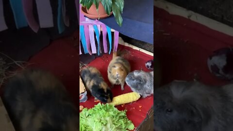 Corn 🌽 for the Guinea pigs