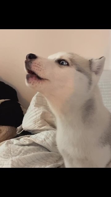 Husky puppy's first howling session is an adorable success