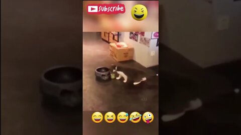 SCARED DOG! 😅 #shorts