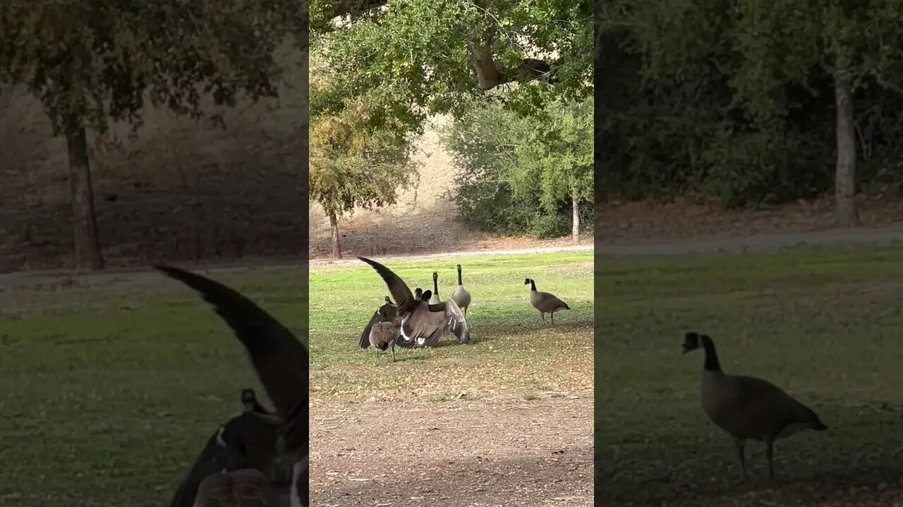 Goose fight at a park, Hellyer county park around cottonwood lake, San Jose, CA. #shorts