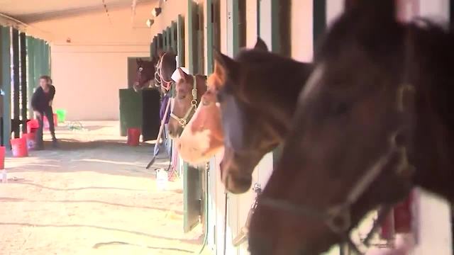 Horses evacuated from fire are reunited with their owners