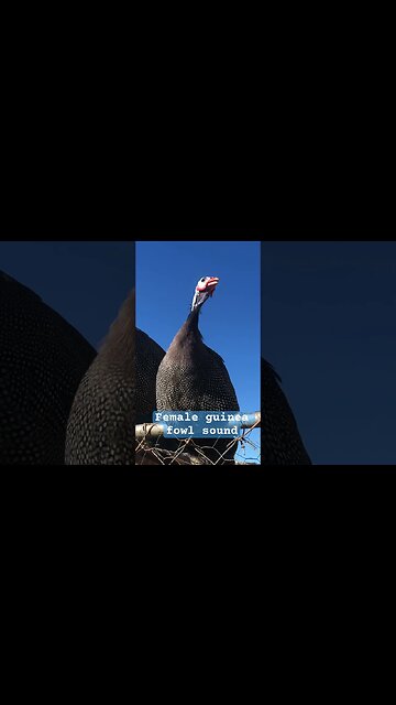 Female guinea fowl sound