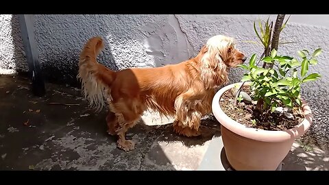 #dogshow , #animals , #dogs