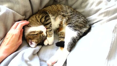 Adorable Kitten Covers His Eyes with His Paws