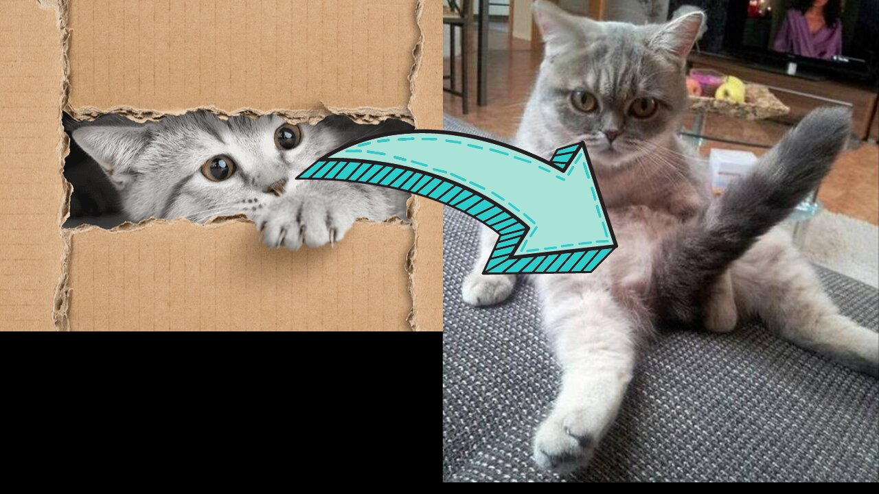 weird cat fun Cute Cat ✪ Funny Cat ✪ Laughing Cat Video