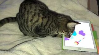 Gata se diverte com jogo do iPad: caça ao rato!