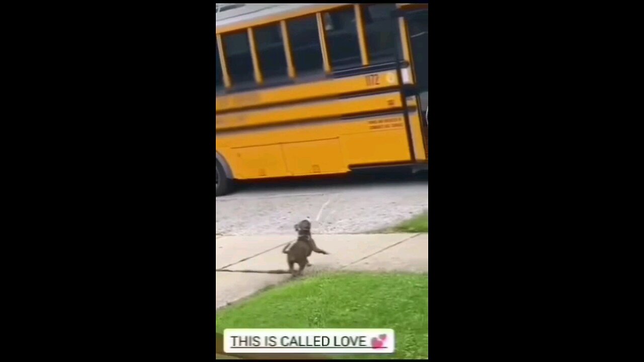 puppy waits for his best friend to come home