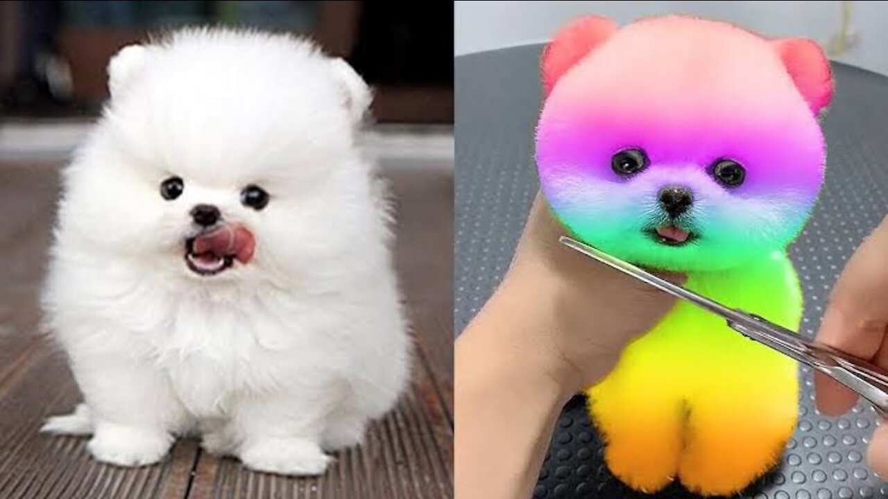 Cute and funny tik tok Pomeranian dogs video.