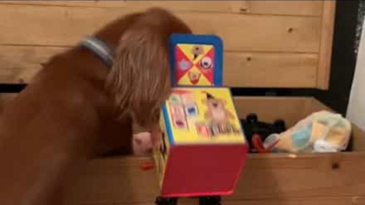Un chien de chasse bien serviable