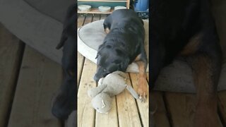 Rottweiler Loves Her Baby!💖💜 #rottweiler #shorts