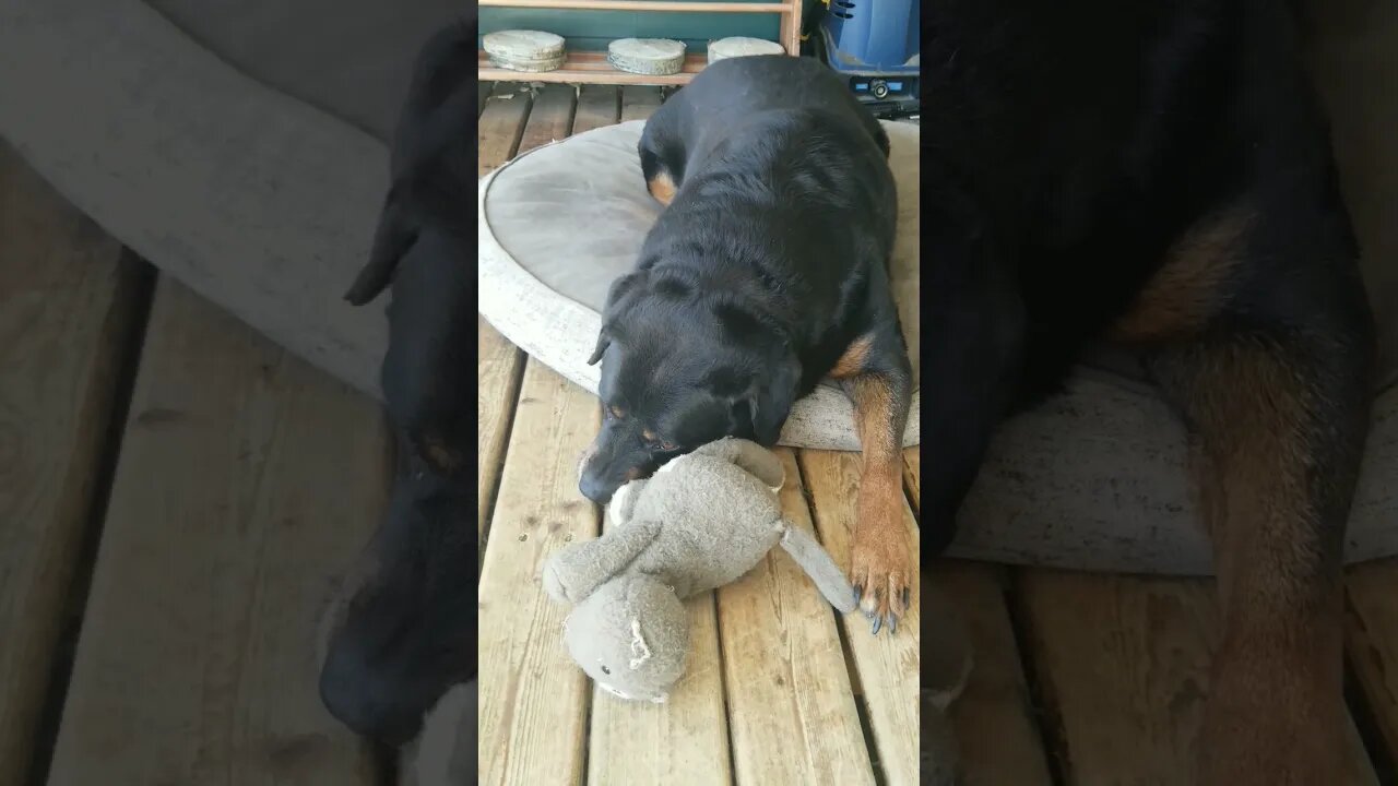 Rottweiler Loves Her Baby!💖💜 #rottweiler #shorts