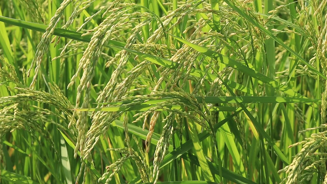 Raw Full HD free to use video download link in discription- Farming land