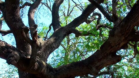 A Live Oak