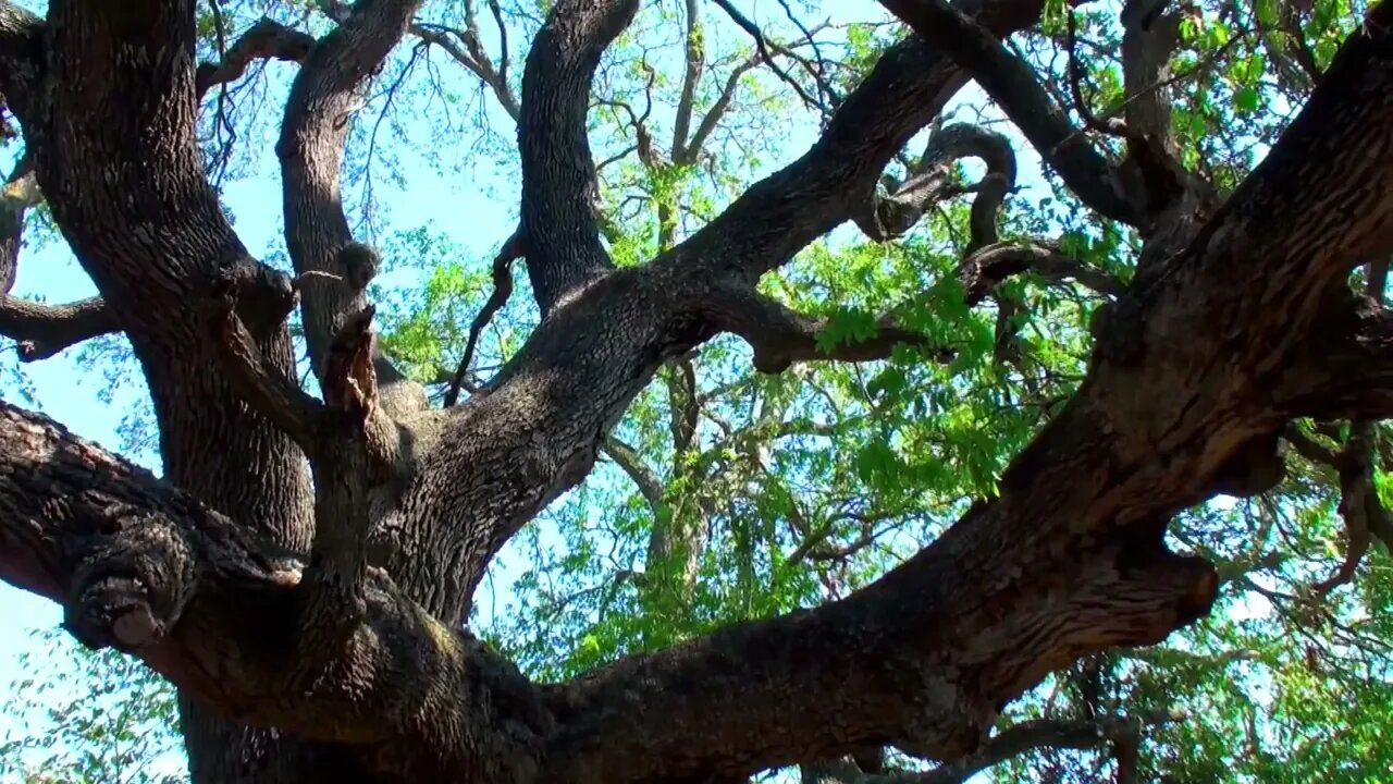 A Live Oak