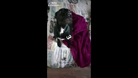 Holly going mad