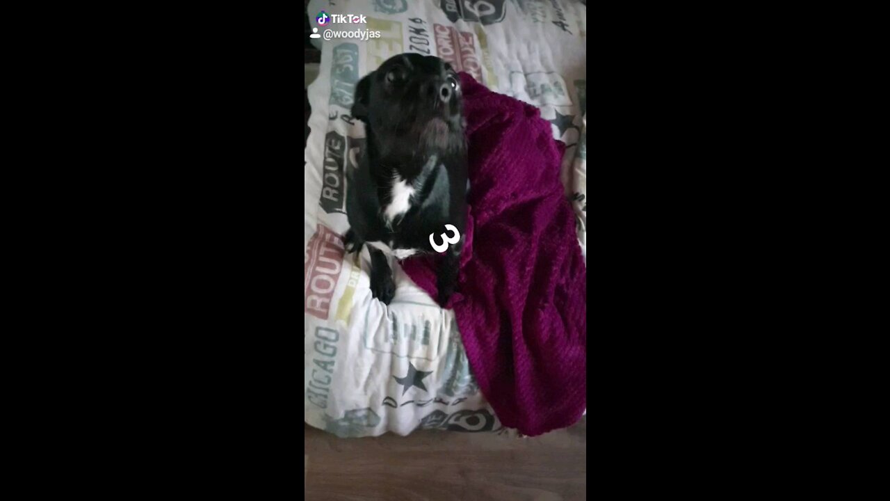 Holly going mad