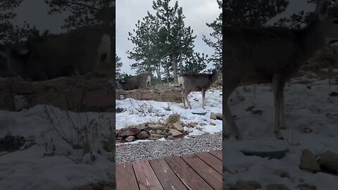 Jerk Deer