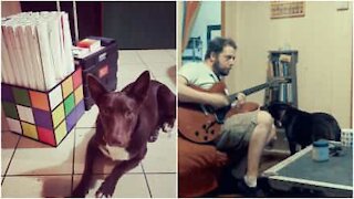 Il cane che vuole diventare un cantante!