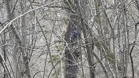 Blue Jay lovely sound
