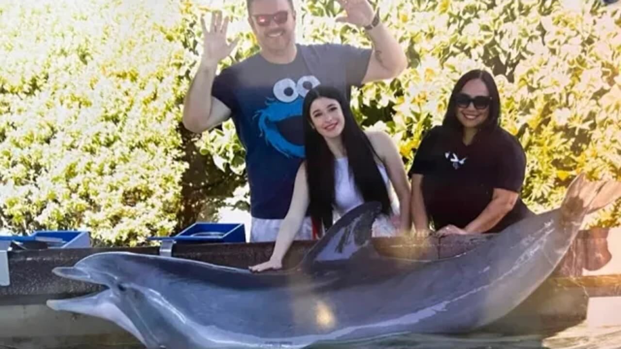 Special Day with Dolphins at SeaWorld