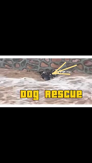 Dog rescue