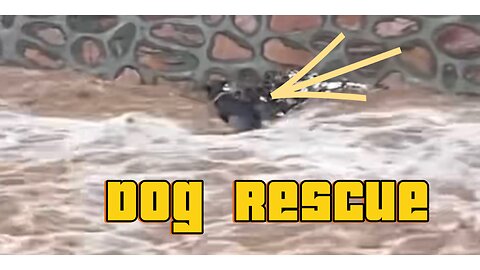 Dog rescue