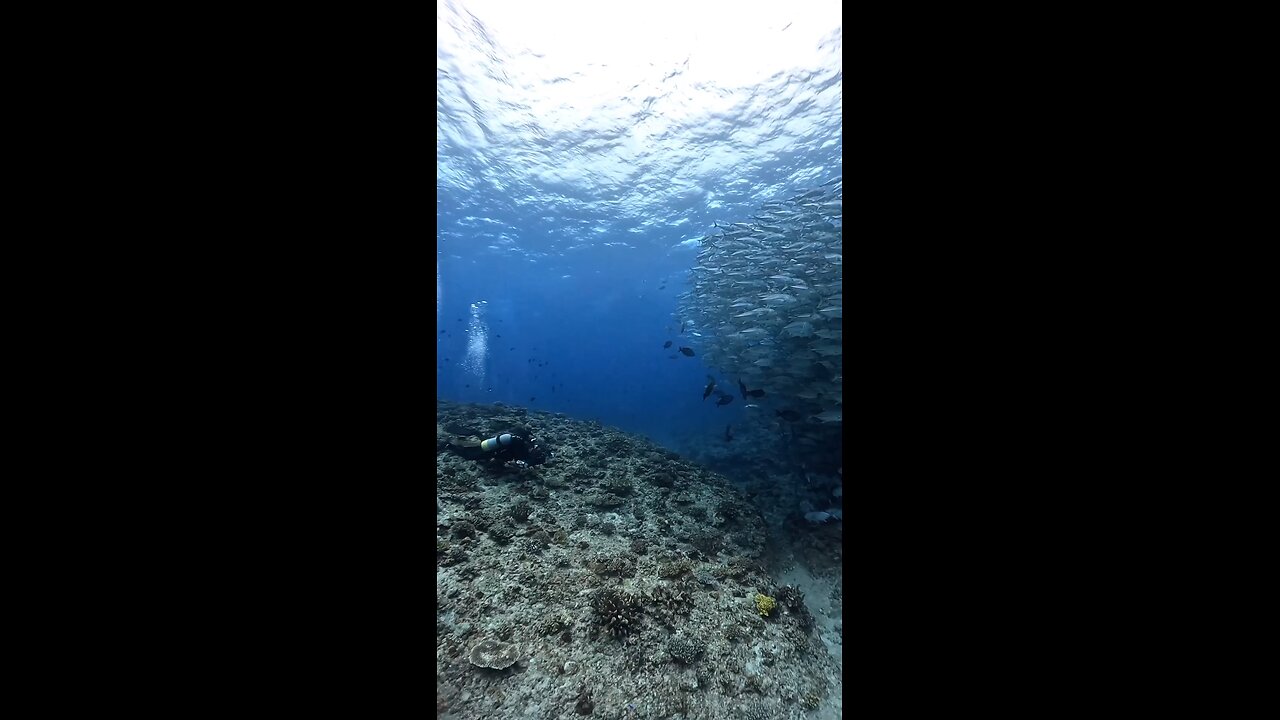 Encountering a school of bigeye trevallysb they were beautiful tornado.