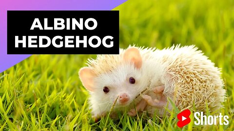 Albino Hedgehog 🦔 One Albino Animal You Have Never Seen #shorts