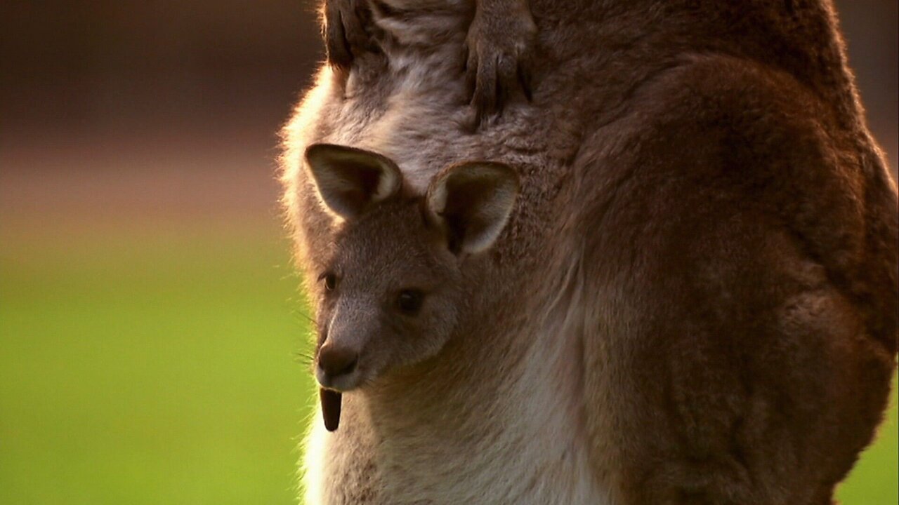 Baby Kangaroos | Funny | Compilation