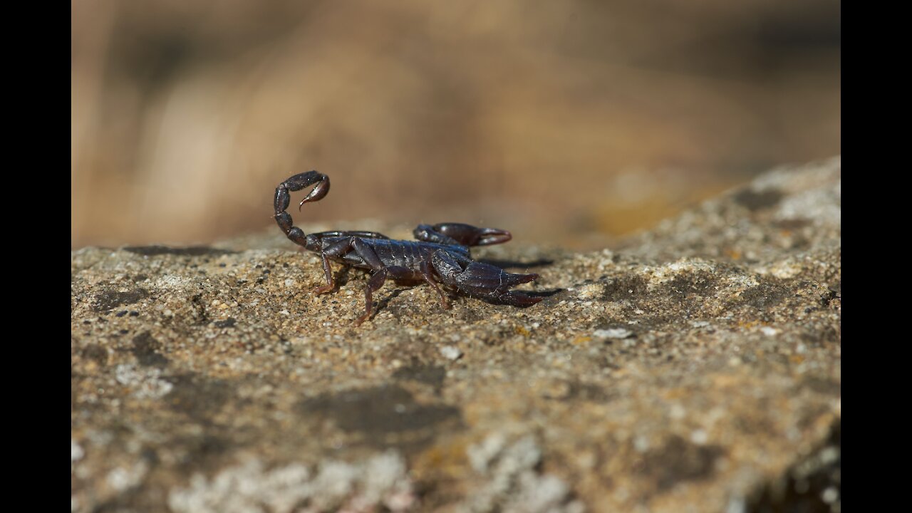 Scorpion trying to escape