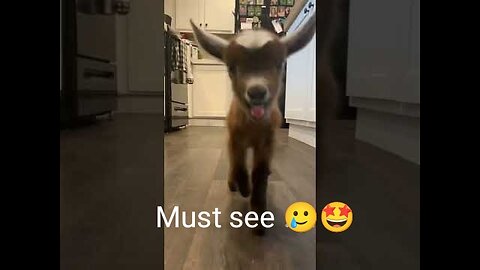 *MUST SEE!!!* Cute Baby Animals!!!🥲
