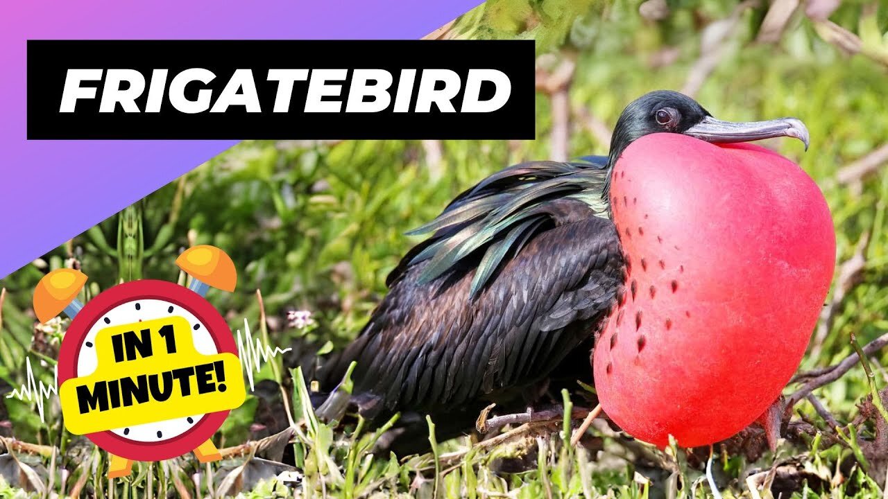 The Magnificent Frigatebird: Nature's Aerial Acrobat