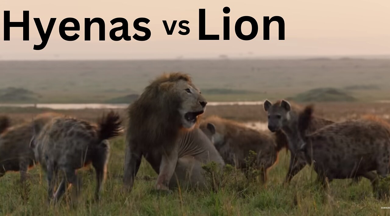 Lion Trapped by Clan of Hyenas | Dynasties