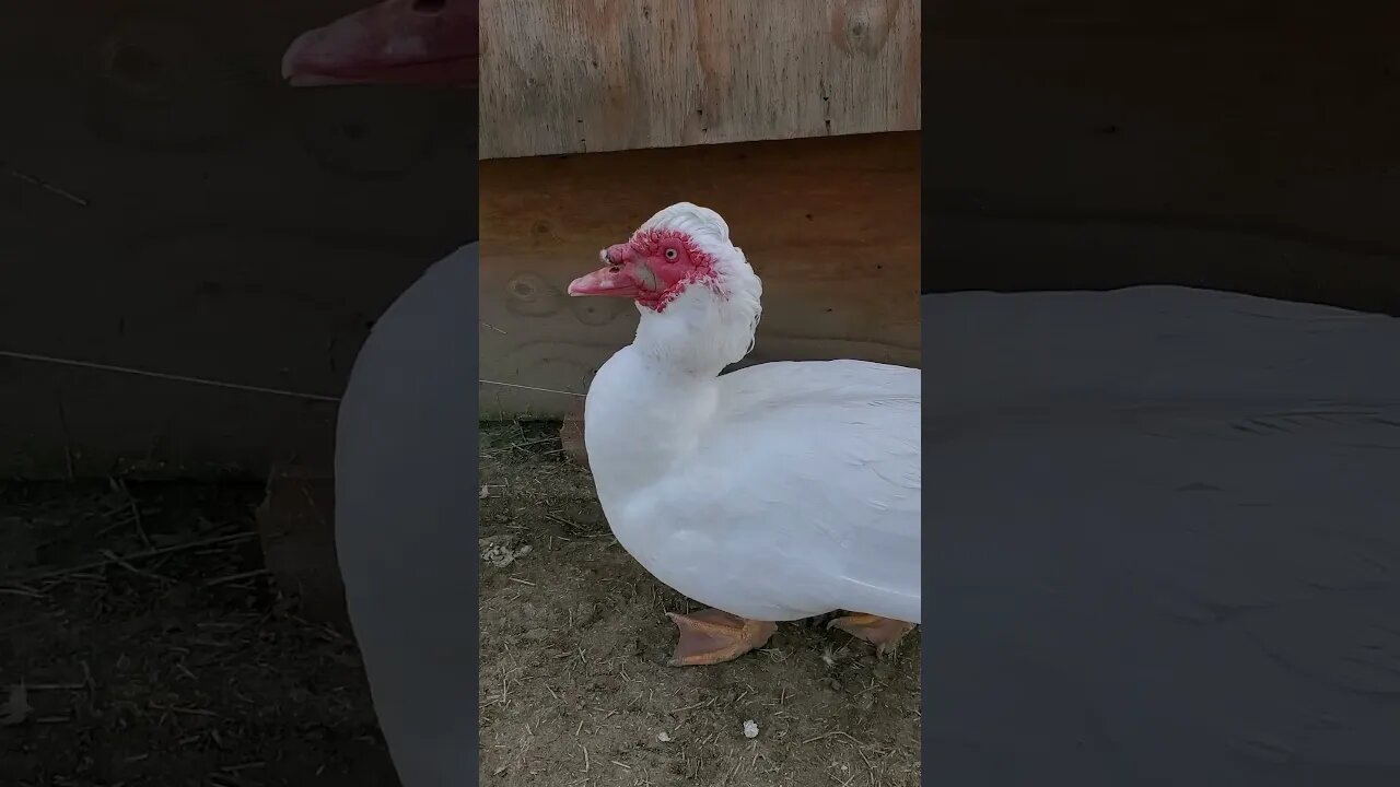 Male Muscovy duck enjoying life and waging his tail #shorts