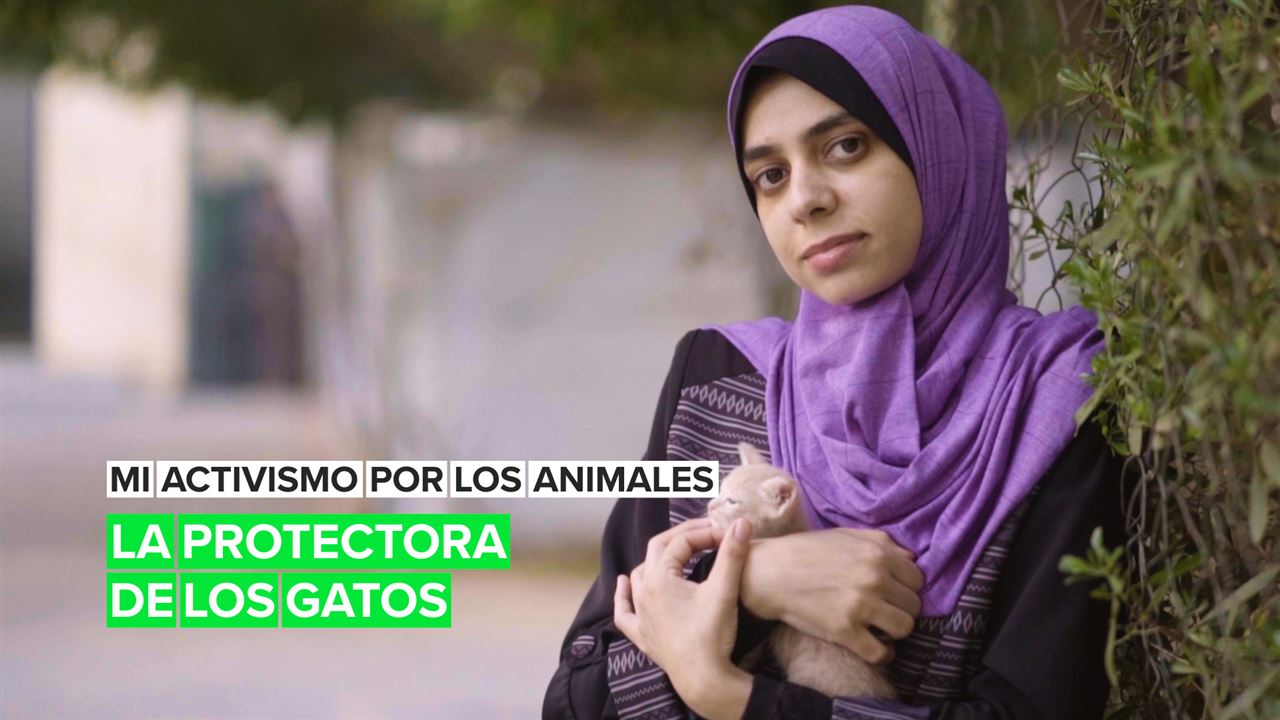Mi activismo por los animales: La protectora de los gatos