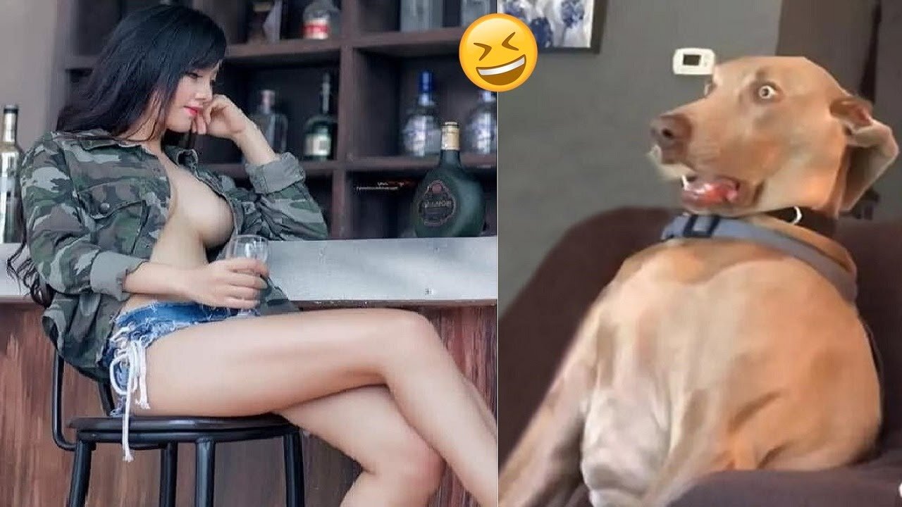 #Funniest #Cats and #Dogs Compilation πΆπ±