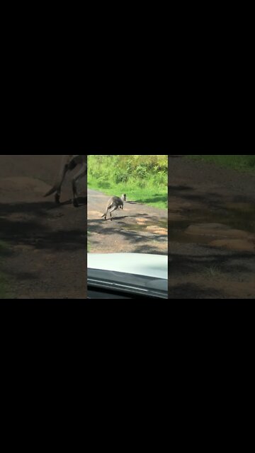 Wallaby jumps in front of car for safety - reason for caution on the roads