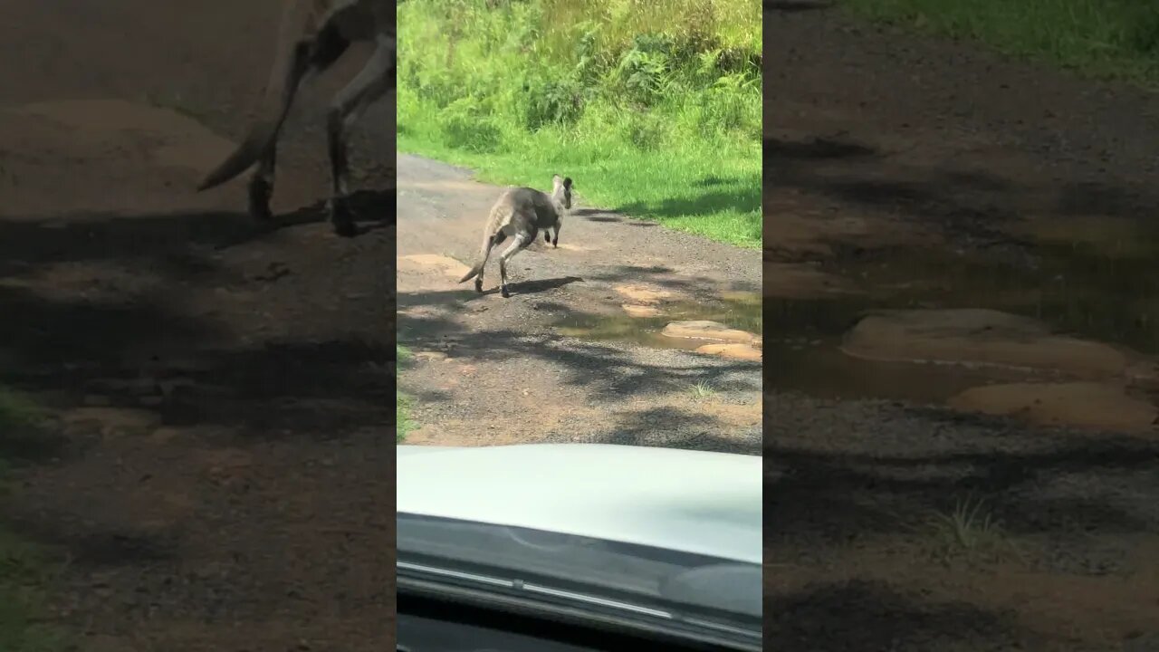 Wallaby jumps in front of car for safety - reason for caution on the roads