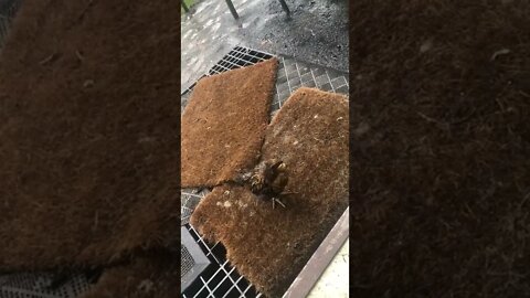 We catch my son’s comedy sketch while filming baby chicks