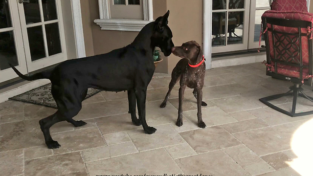 Funny Great Dane plays with pool-loving pup