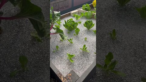 I put 100,000 hydra gel beads in my lettuce bed
