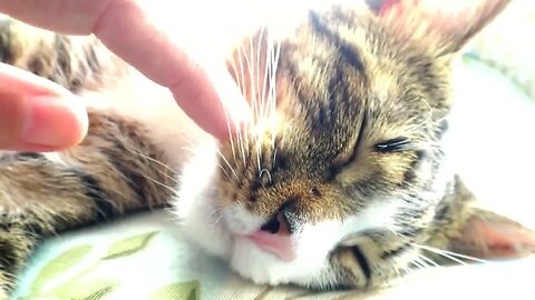 A Sleepy Cat