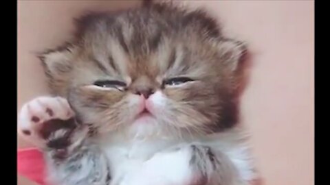 Cutest PoseyPuppy Trying To Sleep