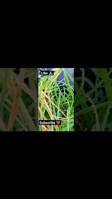 Kudrat 🙏🤨 #youtubeshorts #shorts #youtube #shortvideo #shortyoutube