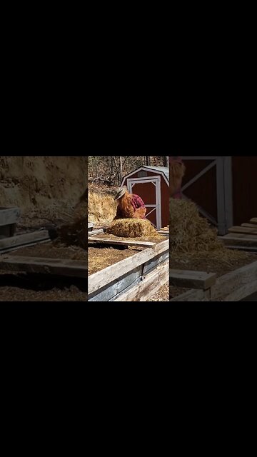 Bigfoot caught in the garden I wonder what he's planting?????