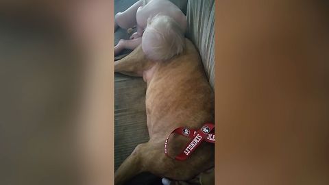 Sweet Baby Has A Snoring Dog Pillow