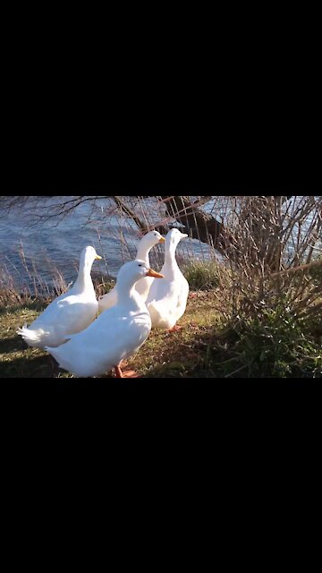 Duck and Goose video | Animals Video | Birds